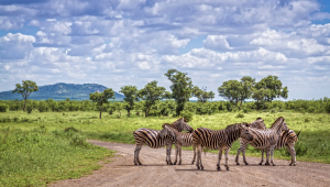Essncias da frica Austral - Zimbbue & frica do Sul